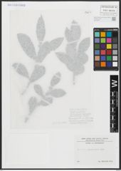 Foto von Salix appendiculata Vill.